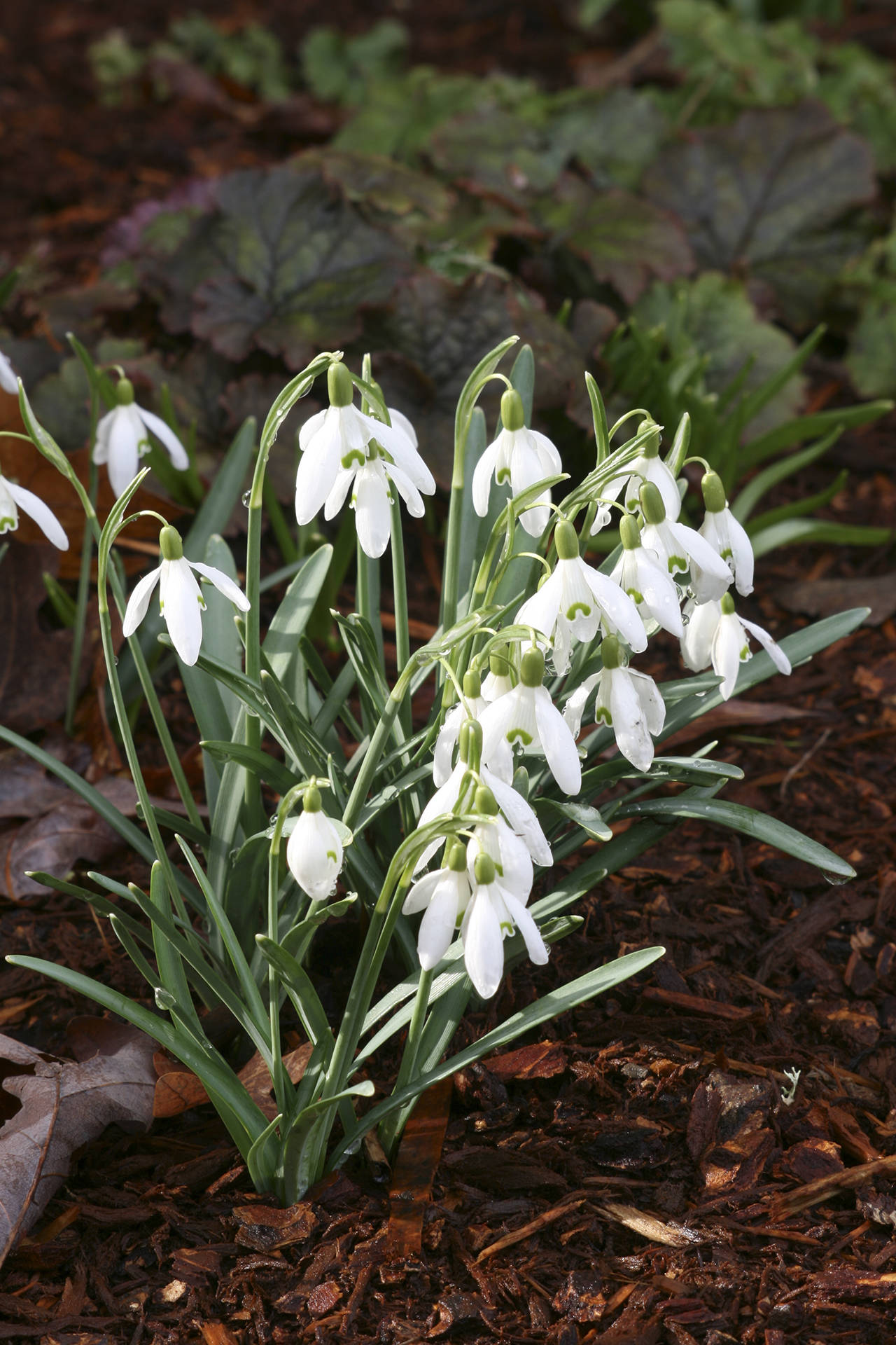 Common snowdrops are long lived and lend themselves to dividing and naturalizing in the landscape. (Richie Steffen)