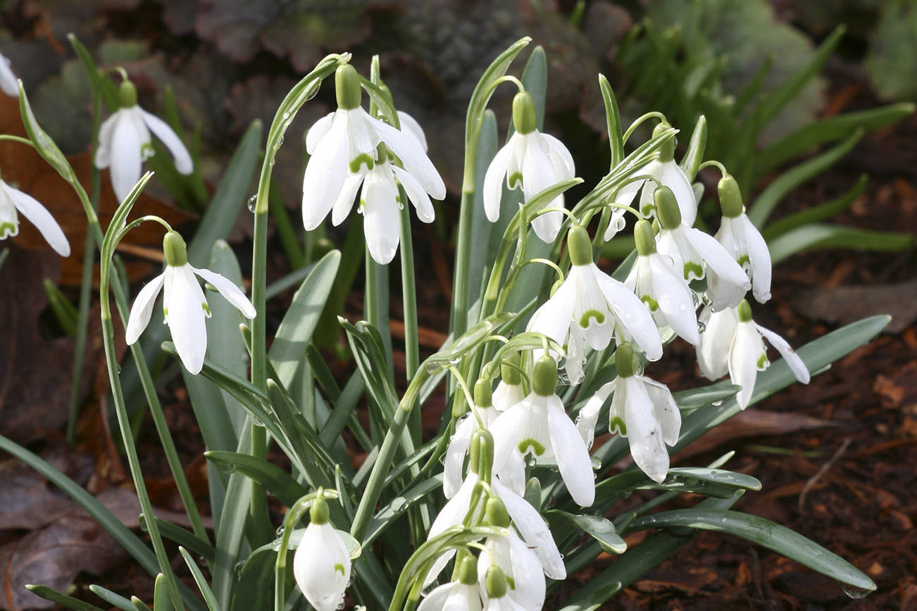 Common snowdrops are long lived and lend themselves to dividing and naturalizing in the landscape. (Richie Steffen)