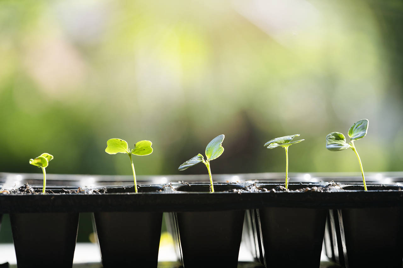 Vegetable seeds need good drainage in the pots or flats they start in. Too much or too little moisture will both spell disaster. (Getty Images)