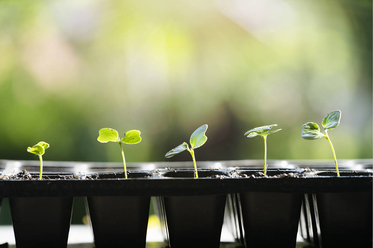 Vegetable seeds need good drainage in the pots or flats they start in. Too much or too little moisture will both spell disaster. (Getty Images)