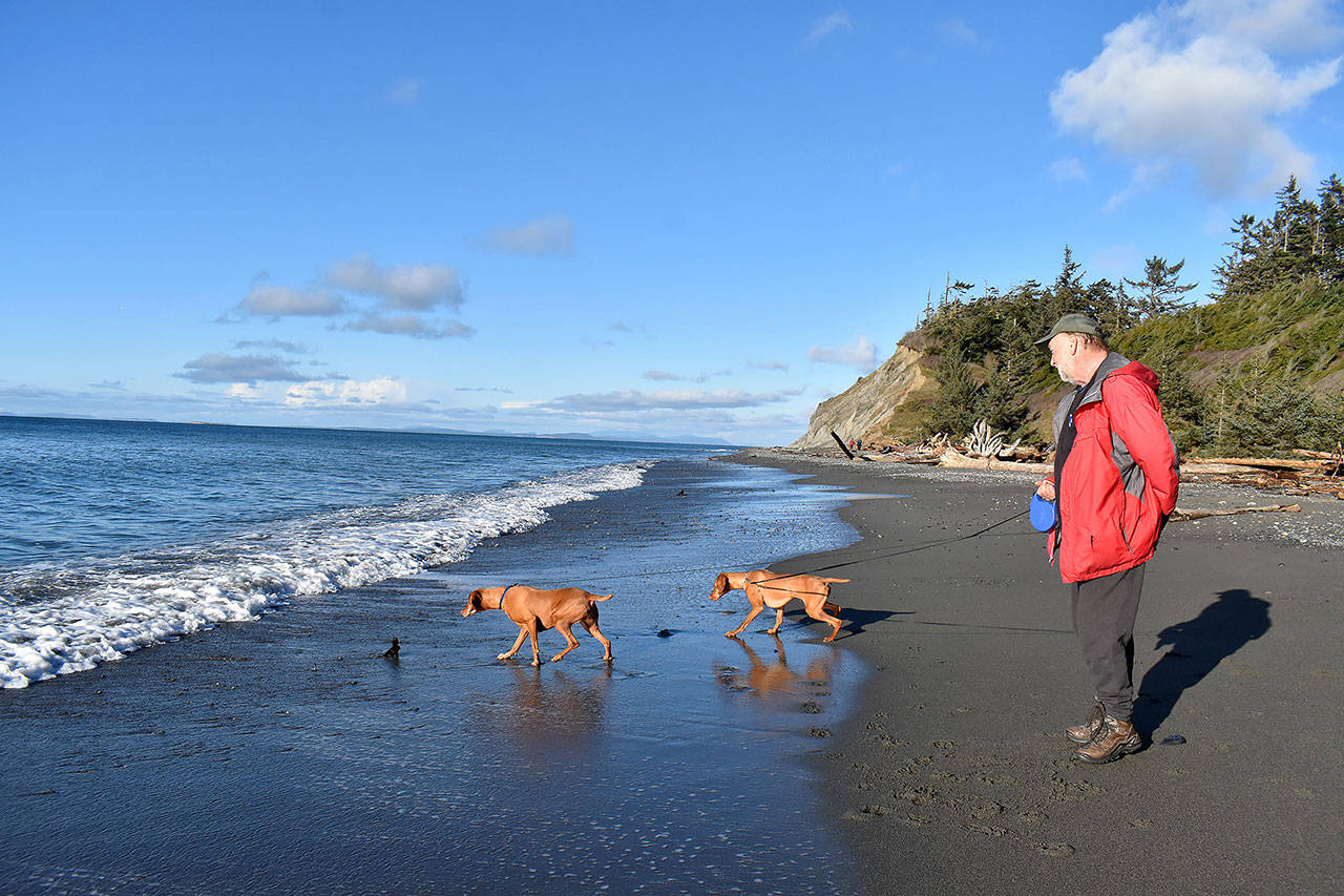 Chessie and Calamity, with owner Bill Hoff of Missoula, Montana, touch the ocean for the first time at Fort Ebey State Park near Coupeville. The park is one of 28 that the Navy has identified as a training site in its expanded proposal. (Emily Gilbert / Whidbey News-Times)