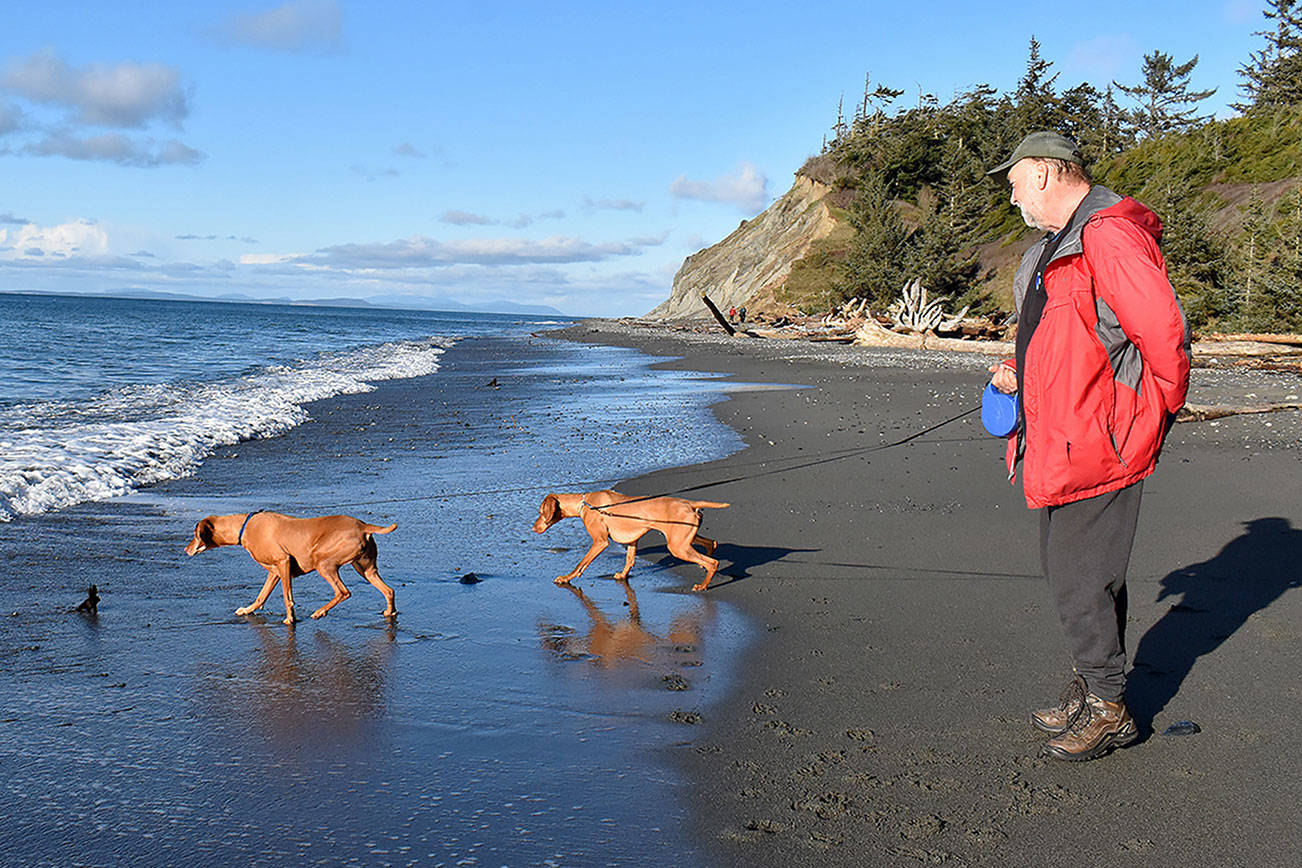 Photo by Emily Gilbert
Chessie and Calamity of Missoula, Montana touched the ocean for the first time at Fort Ebey State Park, according to owner Bill Hoff. The park is one of 28 state parks the Navy has identified as a training site in its new proposal.