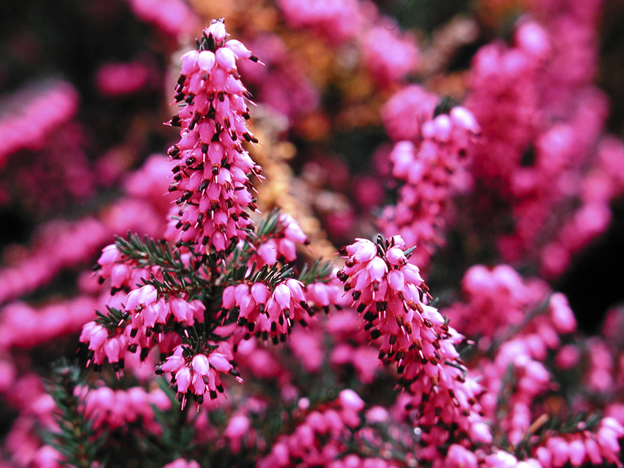 “Kramer’s Rote” is admired for its outstanding habit, evergreen foliage and vibrant flowers. (Richie Steffen)