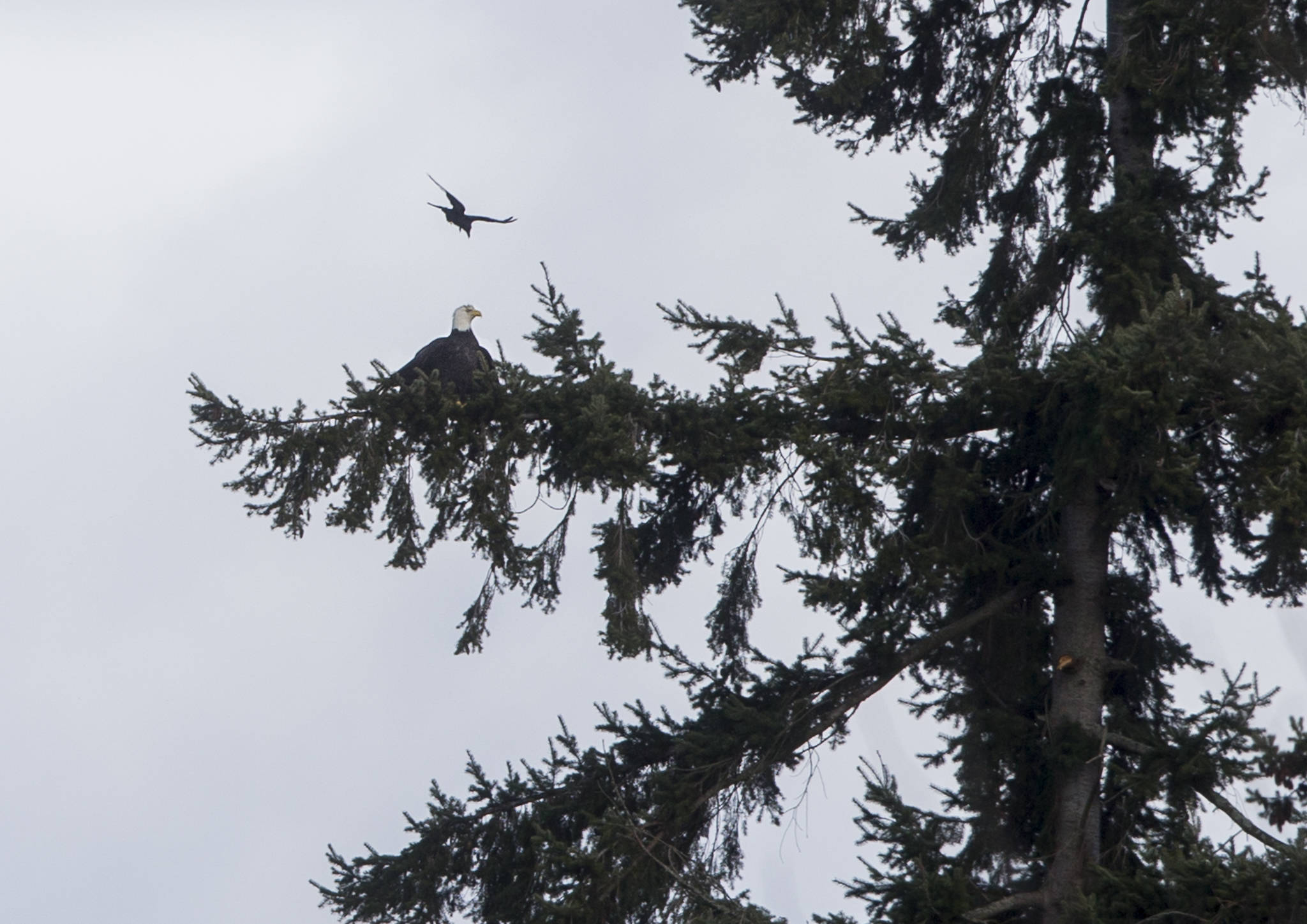 The bald eagle rehabilitated by PAWS, resting on a tree limb, is circled by a crow at Harbour Point Golf Club on Thursday in Mukilteo. (Olivia Vanni / The Herald)