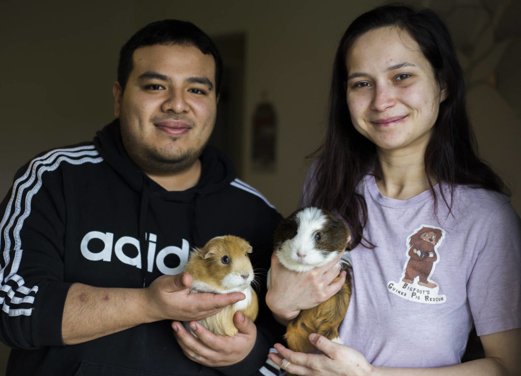 Husband-and-wife Javier and Haley Del Valle run Bigfoot’s Guinea Pig Rescue from a spare bedroom in their home in Everett. Luna (left) and Molly are resident guinea pigs. Others are available for adopting or fostering. (Olivia Vanni / The Herald)
