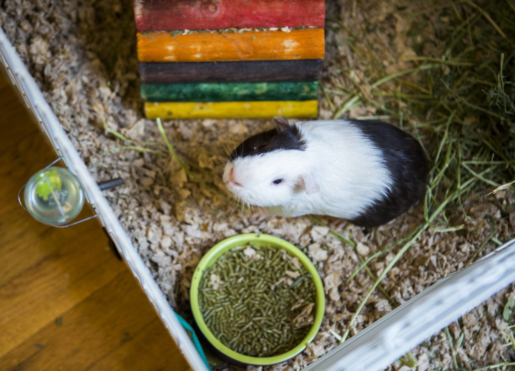 A rescue guinea pig looks up from its pen at Bigfoot’s Guinea Pig Rescue in Everett. (Olivia Vanni / The Herald)
