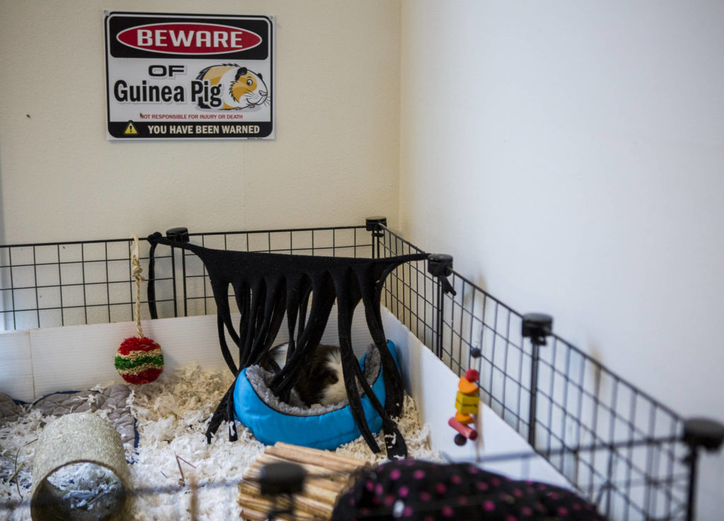 A guinea pig rests in its bed at Bigfoot’s Guinea Pig Rescue in Everett. (Olivia Vanni / The Herald)
