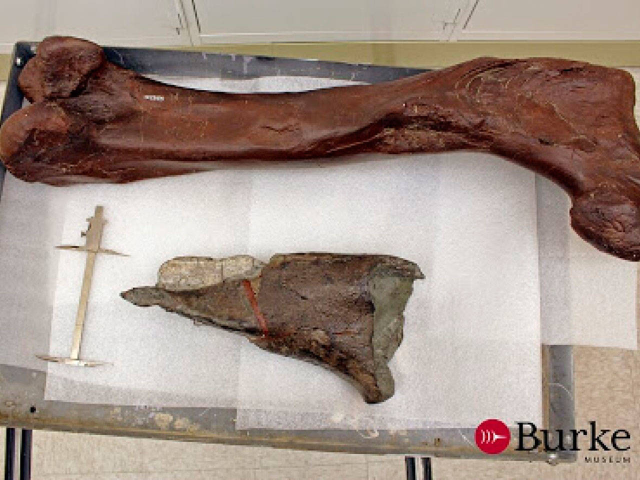 A cast of a fossil (bottom) of a femur belonging to a theropod dinosaur, nicknamed Suciasaurus rex, is shown of a complete theropod femur fossil. The bone fragment measures 42 centimeters long and 22 centimeters wide. (Burke Museum)