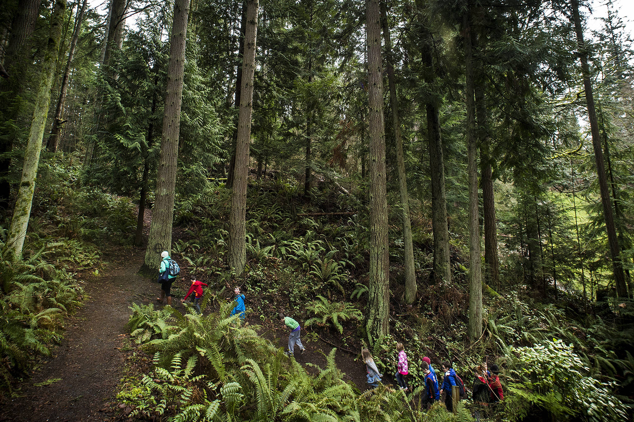 Trees tower above a group from Everett’s YMCA in 2017 as they hiked along a trail at Forest Park in Everett. The city is negotiating a proposal to build a ropes and climbing course at the park. (Ian Terry / Herald file)