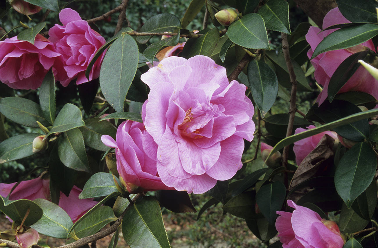 Camellia × williamsii “Brigadoon’” blooms during the darkest days of February. (Great Plant Picks)