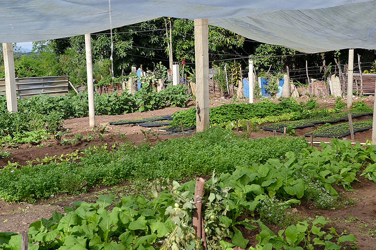 Crops grow in one of the Dajabón gardens made possible by local Rotarians. (contributed photo)