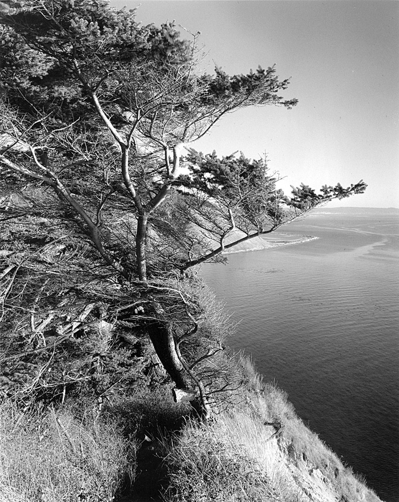 John Olsen’s photographs, including “Vista Bluff Tree,” will be on display at Penn Cove Gallery in Coupeville through February.