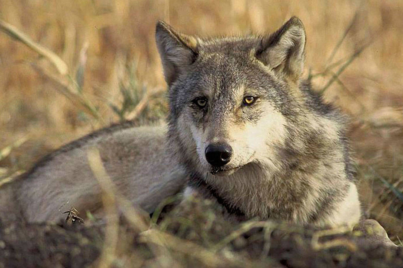 Gray wolves historically roamed across the state but were eradicated in Washington by 1930s. In recent decades wolves have been migrating back to the state from Canada, Idaho and Oregon. John and Karen Hollingsworth/U.S. Fish and Wildlife Service