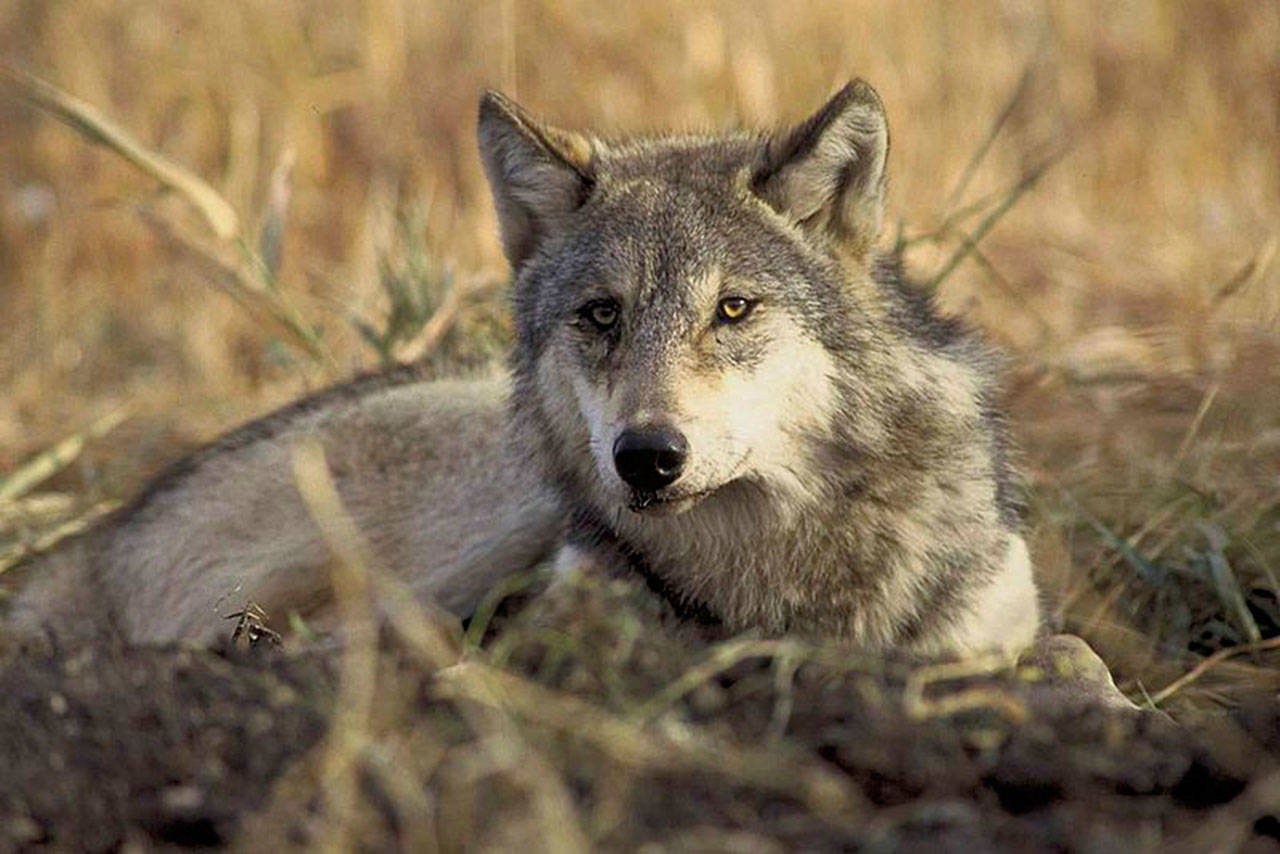 Gray wolves historically roamed across the state but were eradicated in Washington by 1930s. In recent decades wolves have been migrating back to the state from Canada, Idaho and Oregon. (John and Karen Hollingsworth/U.S. Fish and Wildlife Service)