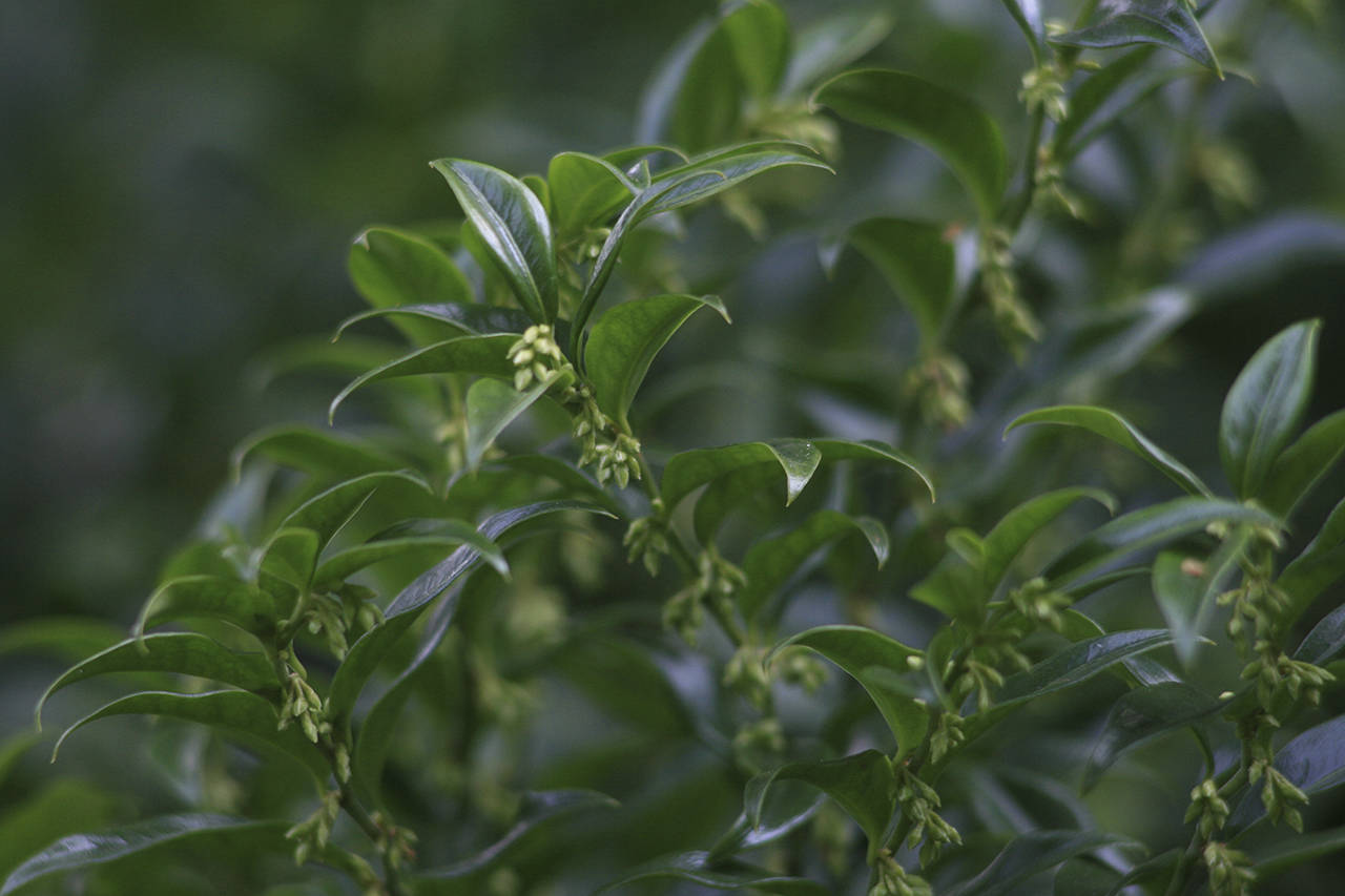 Fragrant sweetbox’s tiny white flowers open to release a delightful perfume of sweet vanilla in winter. (Richie Steffen)