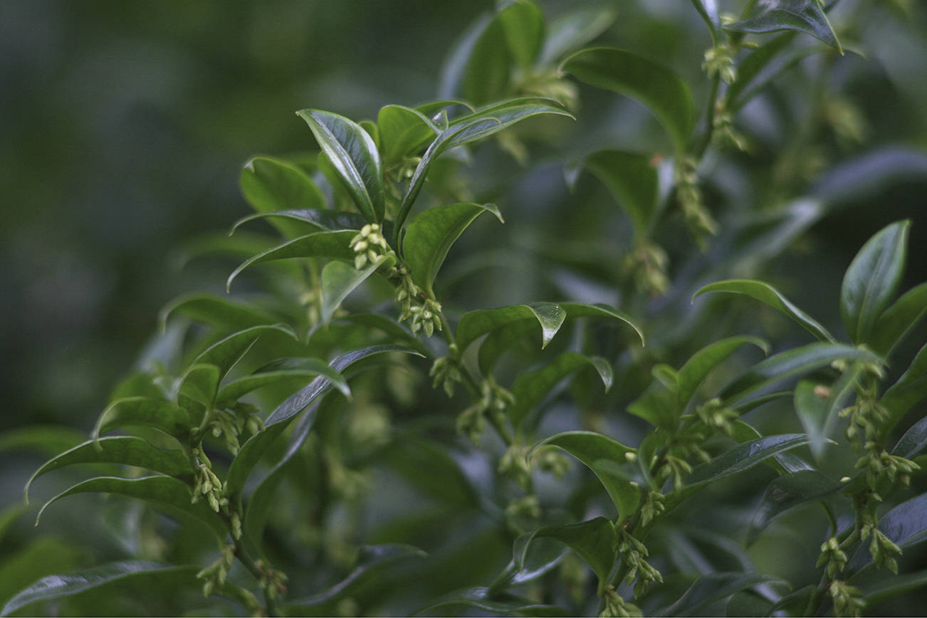 Fragrant sweetbox's tiny white flowers open to release a delightful perfume of sweet vanilla in winter. (Richie Steffen)