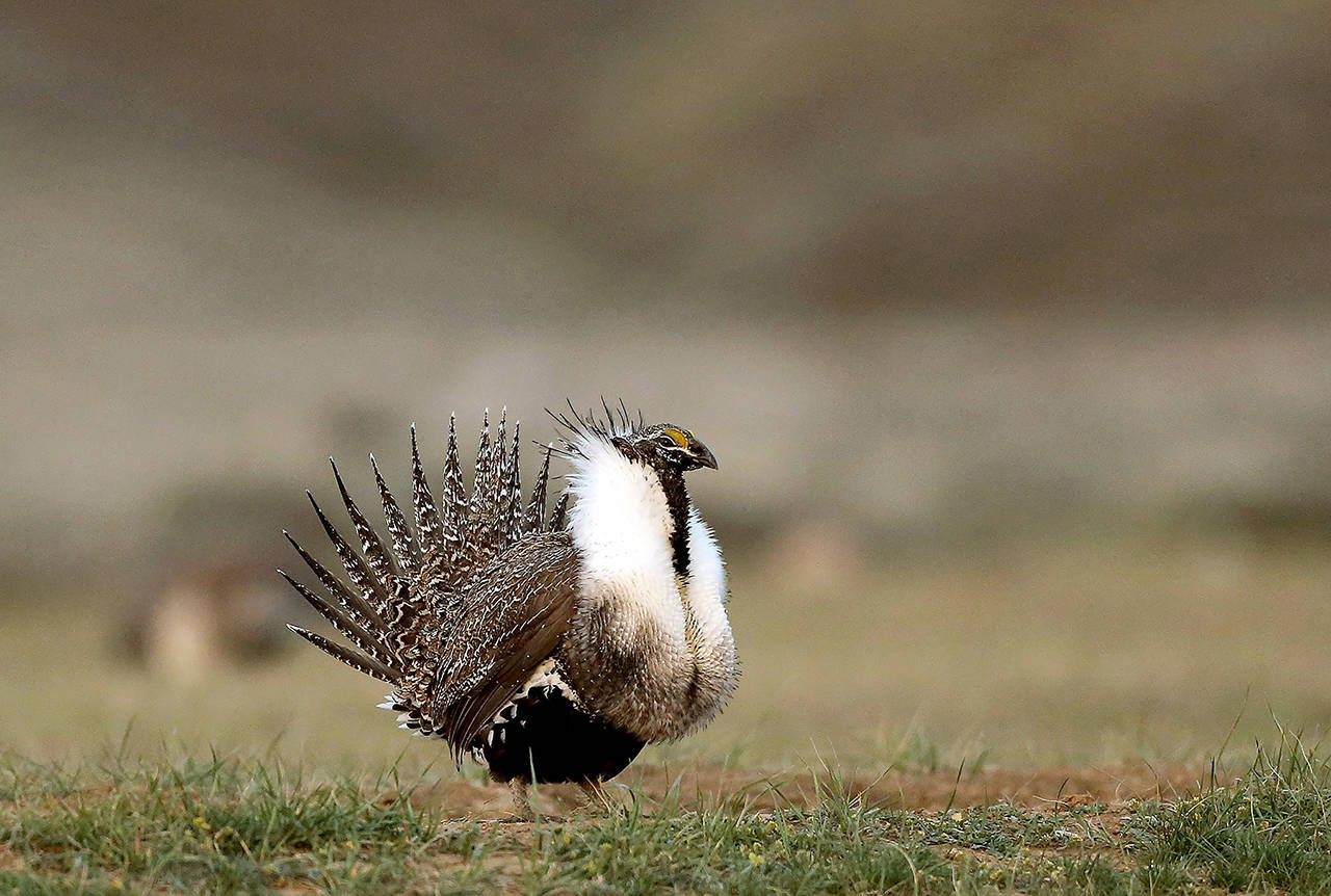 A male sage grouse struts in the early morning hours outside Baggs, Wyoming in 2015. (Dan Cepeda/The Casper Star-Tribune via AP, File)