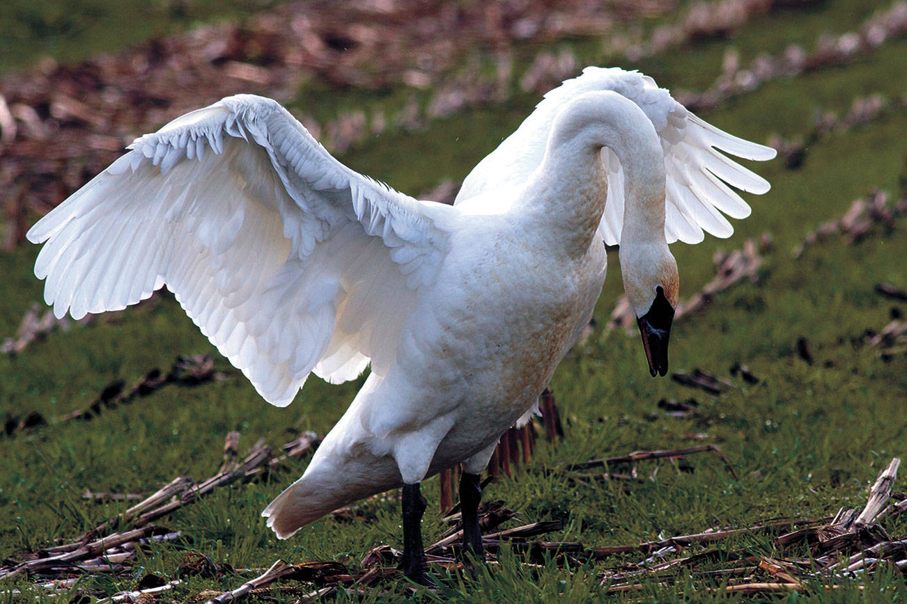 Trumpeter swans were almost hunted to extinction, but their numbers have revived significantly in the last decade. (Mike Benbow)