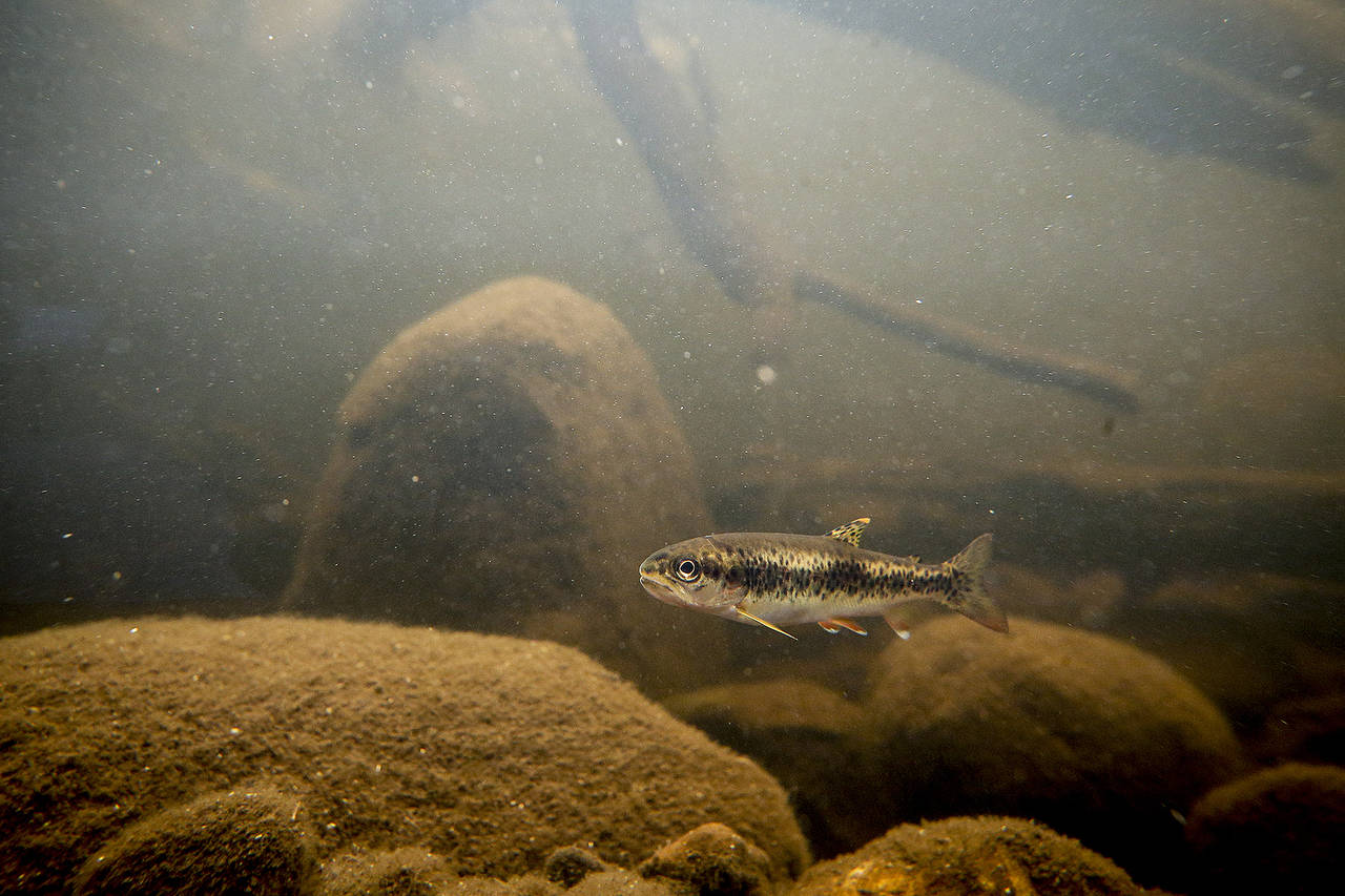 Ian Terry / The Herald A coastal cutthroat trout is seen at the Northwest Stream Center in Everett on Wednesday, March 7. Photo taken on 03072018
A coastal cutthroat trout is seen at the Northwest Stream Center in Everett. (Ian Terry / Herald file)