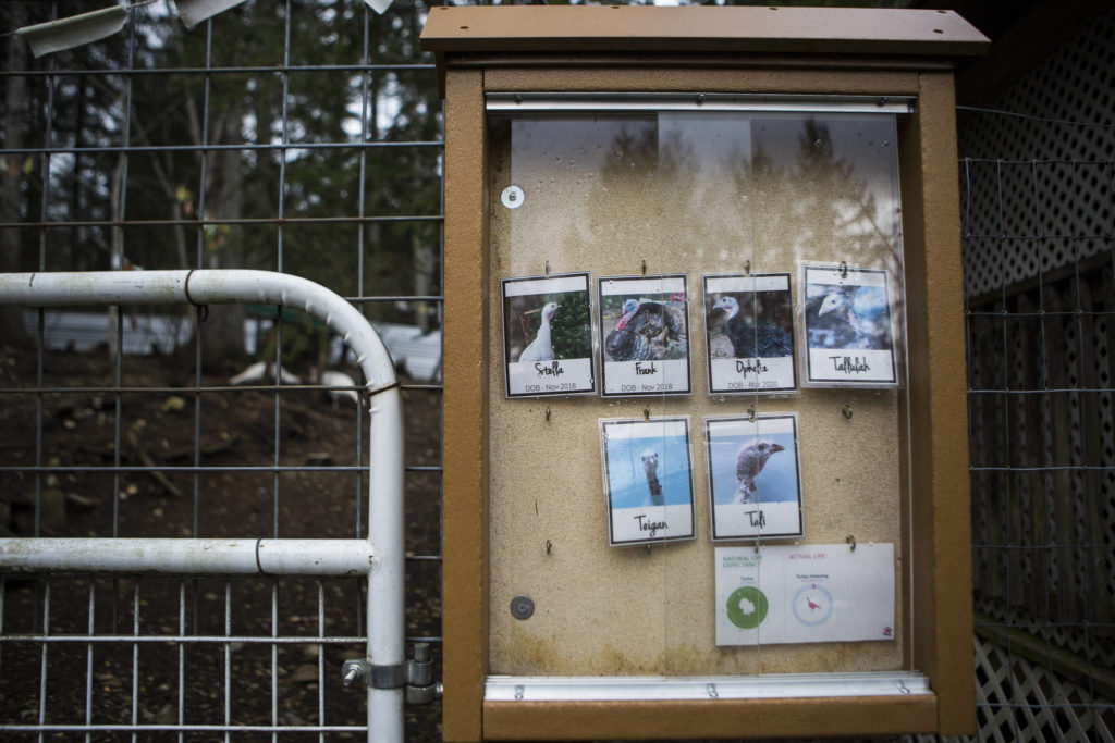 Photos of the residents hang outside the gate to the turkey pen at Posada’s Safe Haven. (Olivia Vanni / The Herald)
