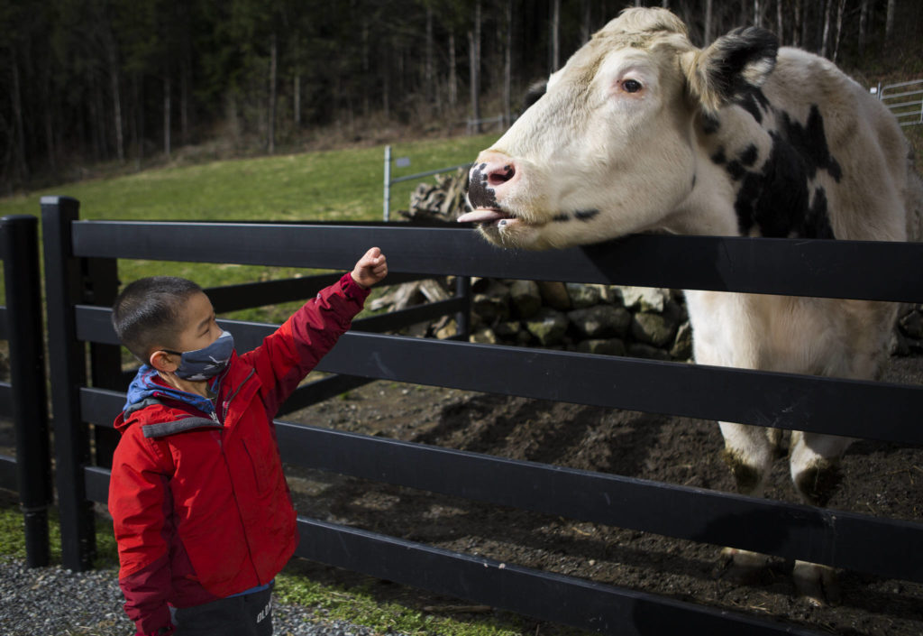 Riley Wong, visiting Pasado’s with his family on Friday reach out his hand for Blue to smell. (Olivia Vanni / The Herald)
