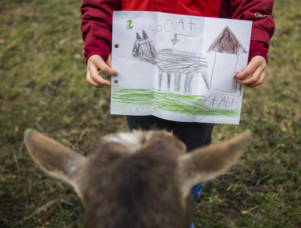 Smudge looks at a drawing Riley Wong made of her. Being a goat, Smudge wanted to eat the letter. (Olivia Vanni / The Herald)
