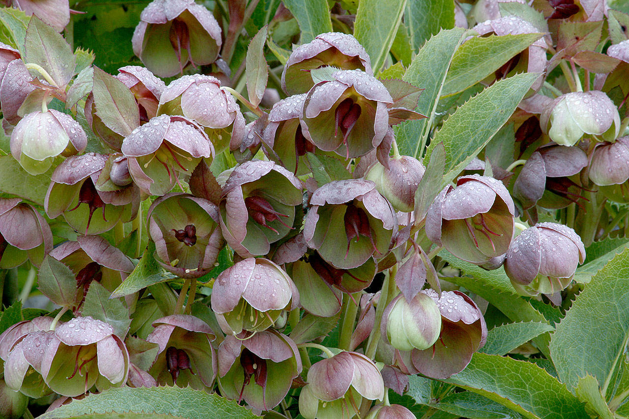 Stern’s hellebore’s flower buds are flushed with deep red and open in late winter to reveal chartreuse interiors. (Richie Steffen)