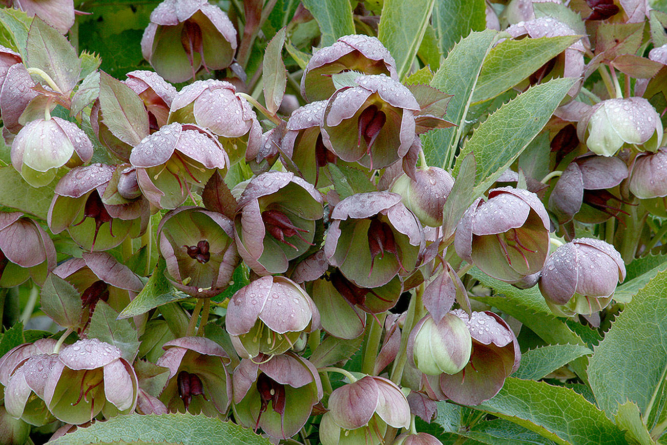 Stern’s hellebore’s flower buds are flushed with deep red and open in late winter to reveal chartreuse interiors. (Richie Steffen)