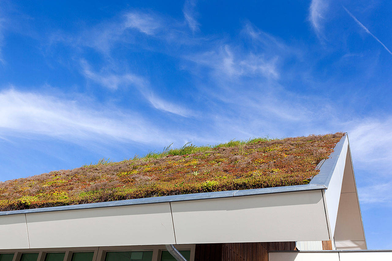 The Camano Wildlife Habitat Project is hosting a “Living With a Green Roof” webinar on March 17 via Zoom. (Getty Images)