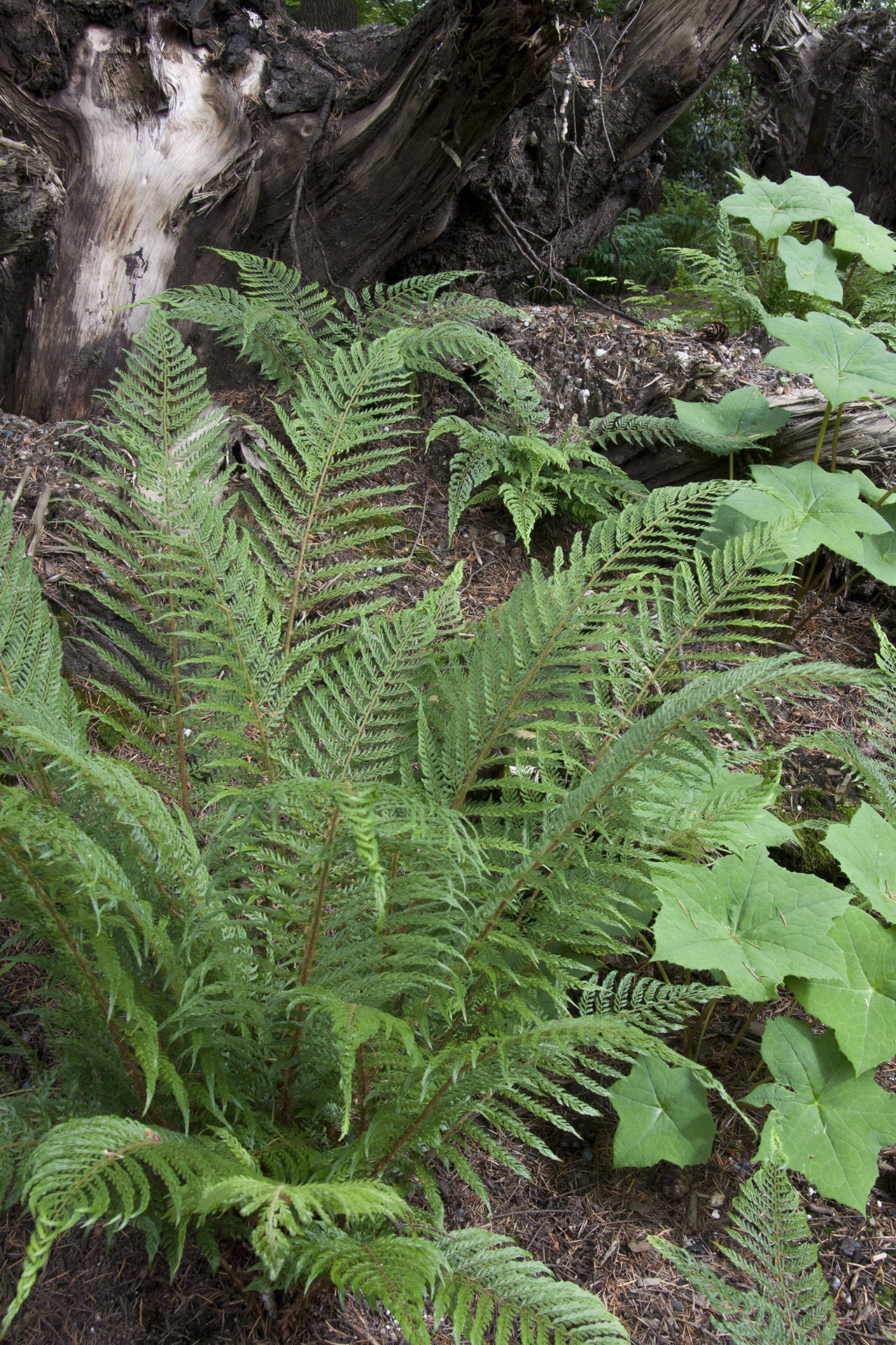 Bevis’ soft shield fern is a treat any maritime garden with light, open or dappled shade. (Richie Steffen)