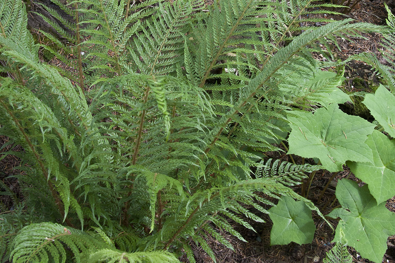Bevis’ soft shield fern is a treat any maritime garden with light, open or dappled shade. (Richie Steffen)