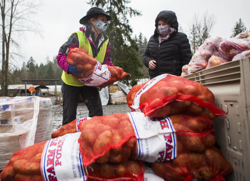 Farmer Frog volunteer Amy Drackert helps load potatoes into cars Friday in Woodinville. (Olivia Vanni / The Herald)
