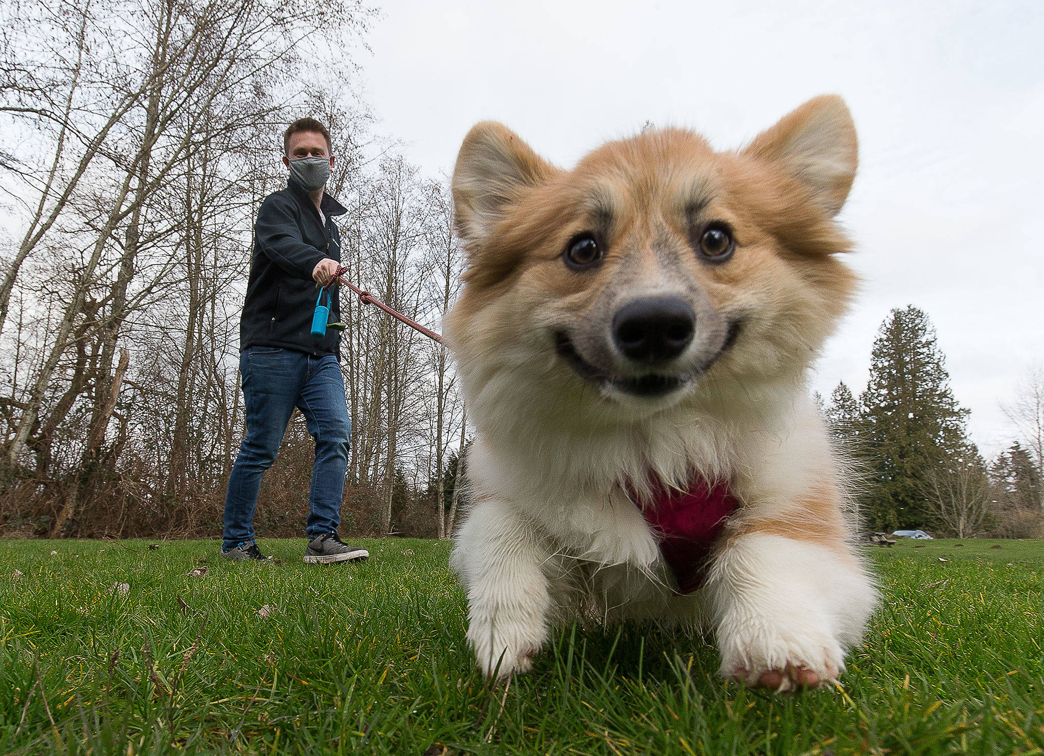 James Myles walks Ellie, his 5-month-old Pembroke Welsh corgi, around Martha Lake Park in Lynnwood on Tuesday. Myles entered Ellie into the America’s Favorite Pet online voting contest, where she’s currently in second place for her group. (Andy Bronson / The Herald)