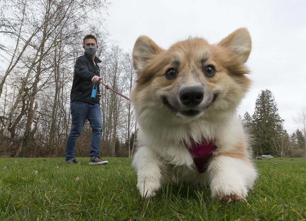 James Myles walks Ellie, his 5-month-old Pembroke Welsh corgi, around Martha Lake Park in Lynnwood on Tuesday. Myles entered Ellie into the America’s Favorite Pet online voting contest, where she’s currently in second place for her group. (Andy Bronson / The Herald)
