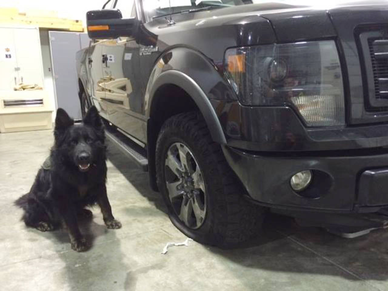 K-9 Ronin in 2015. (Snohomish County K9 Facebook)