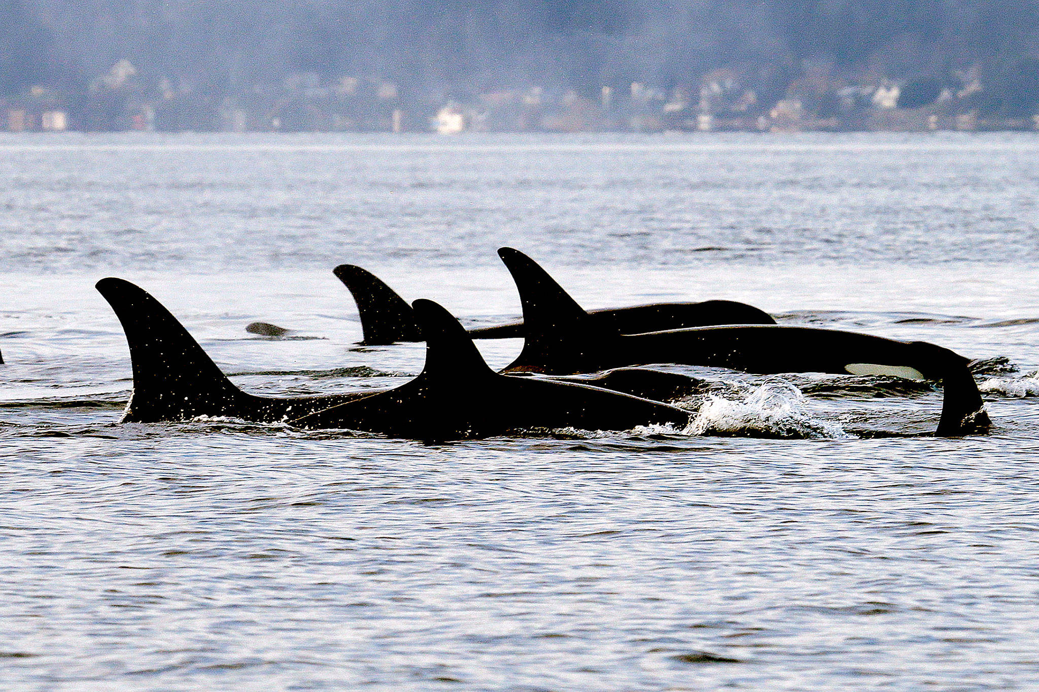 Endangered orcas from J pod swim in Puget Sound west of Seattle in 2014. (AP Photo/Elaine Thompson, File)