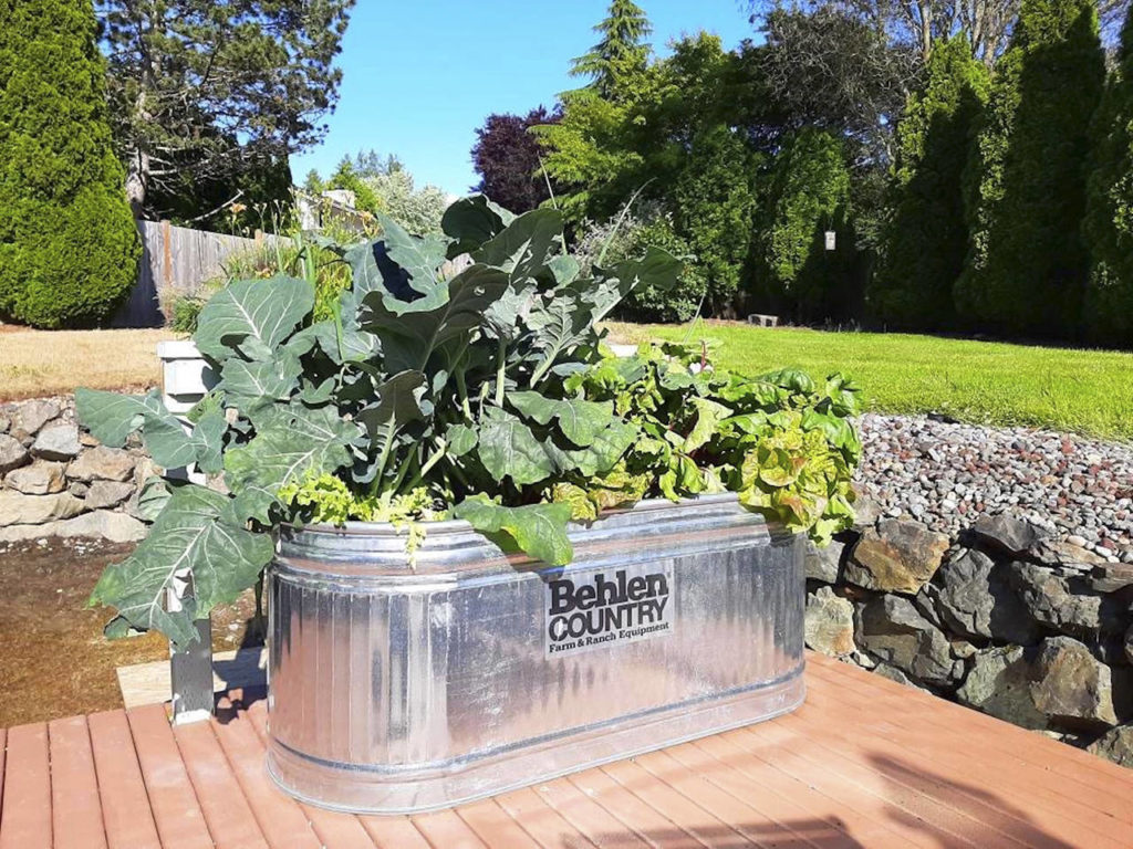 Now is the time to plant cool-season vegetables, including beets, carrots, onions, potatoes, peas, romaine and spinach. (Nicole Phillips)
