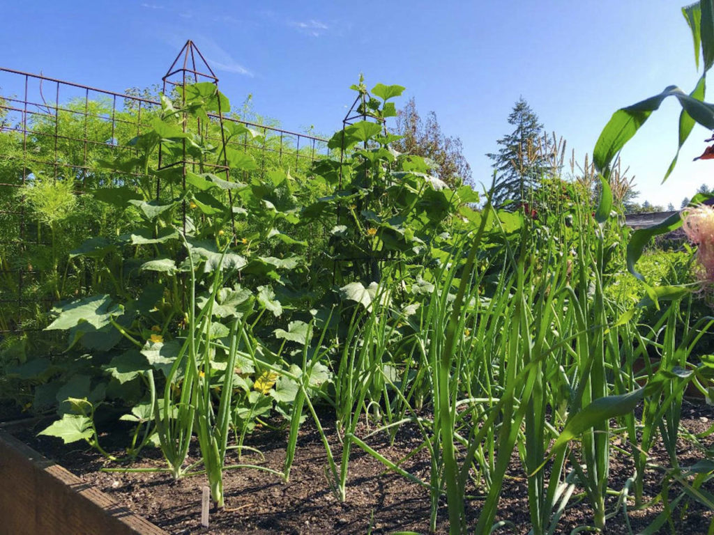 Don’t forget to add an organic fertilizer labeled for vegetables to your raised beds. (Nicole Phillips)
