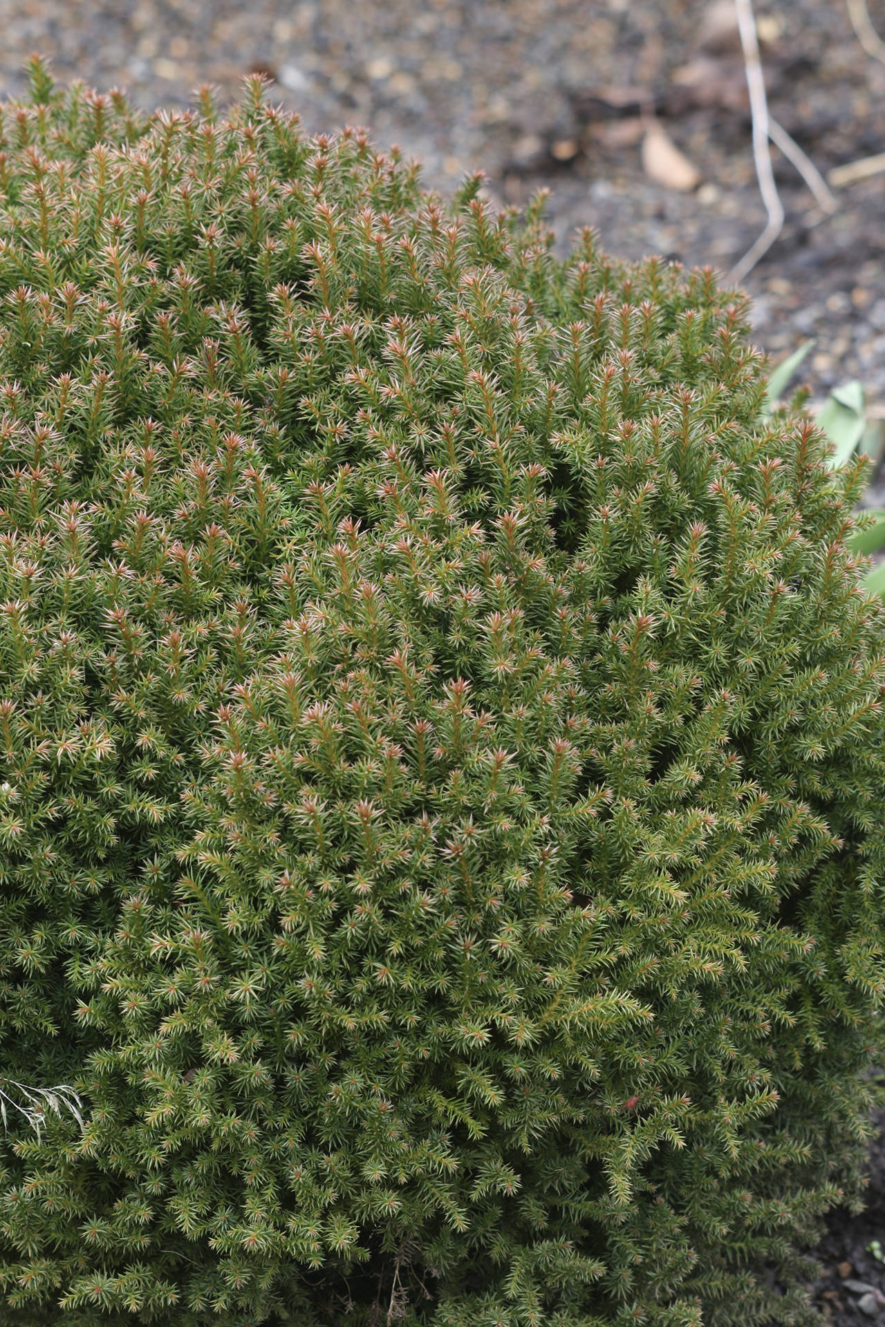 Vilmoriniana’s needles are olive in color most of the year, but often take on bronze or purple highlights in wintertime. (Richie Steffen)