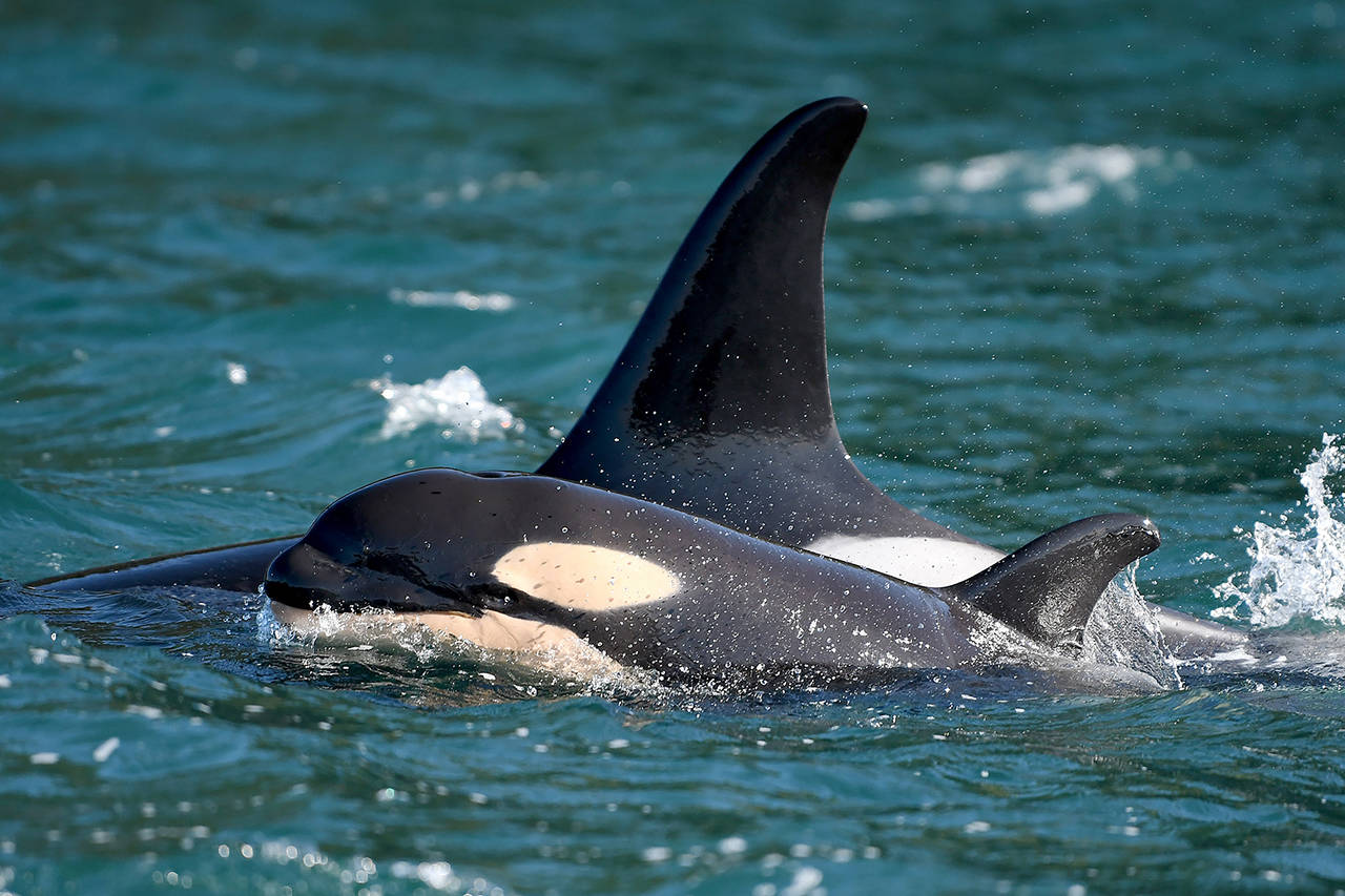 The Center for Whale Research has confirmed that the J pod’s newest calf, J58, is a female. Here, Orca calf L125, whose birth was confirmed in February, is seen with its mother, L86. (Center for Whale Research, file)