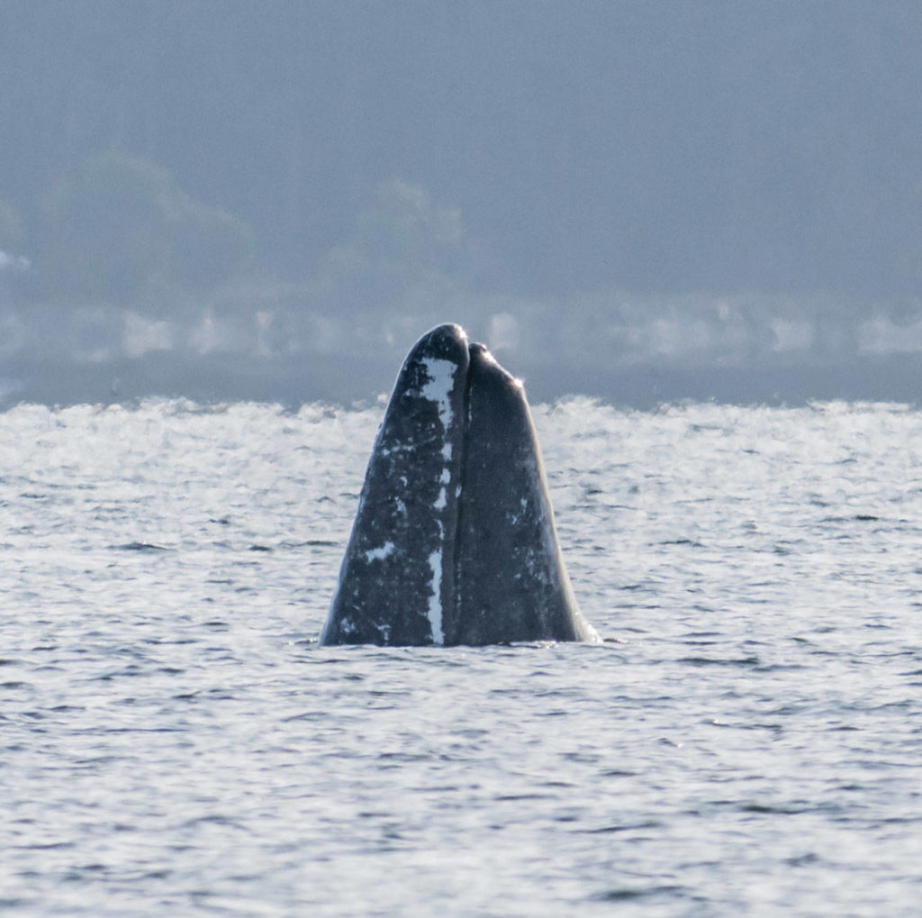 A gray whale is seen March 8 near Hidden Beach in Greenbank. (Bob VonDrachek)
