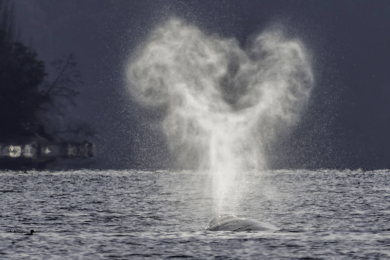 Photo by Bob VonDrachek
Shot this morning (3/8/21) from the public parking lot at Hidden Beach in Greenbank.  The whales were pretty far off shore at the time in mid channel.