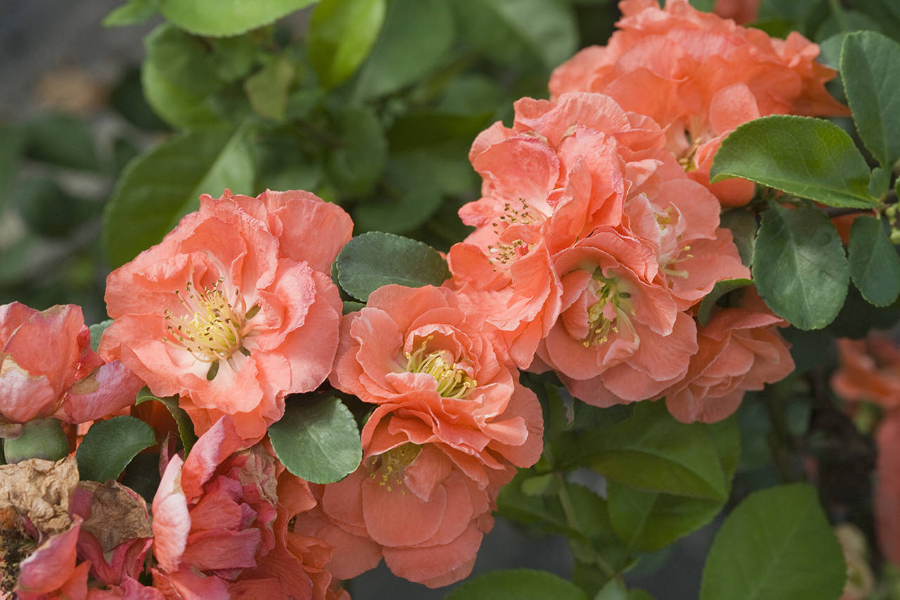 You can find the new Double Take flowering quince in four different colors, including peach. (Proven Winners)