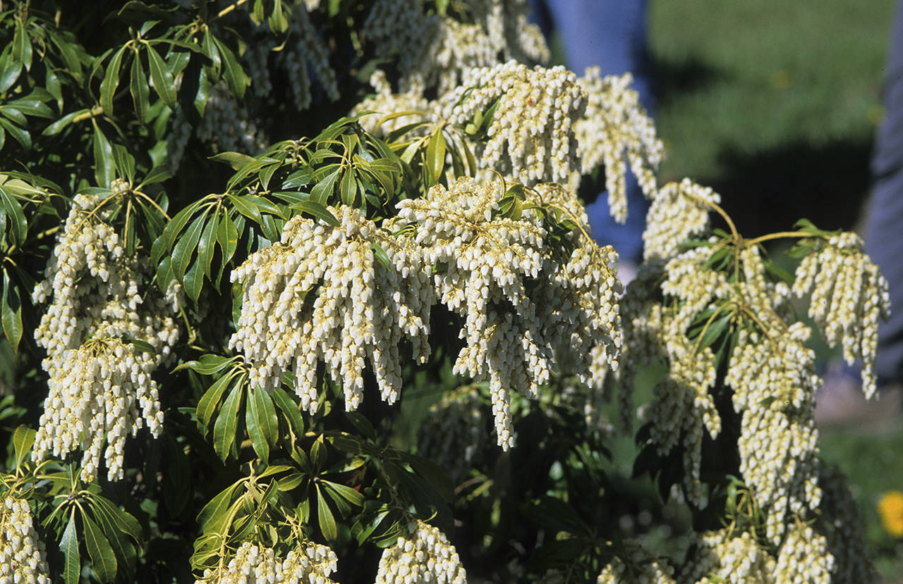 The lily-of-the-valley shrub is smothered in snow-white flowers around this time of year. (Great Plant Picks)