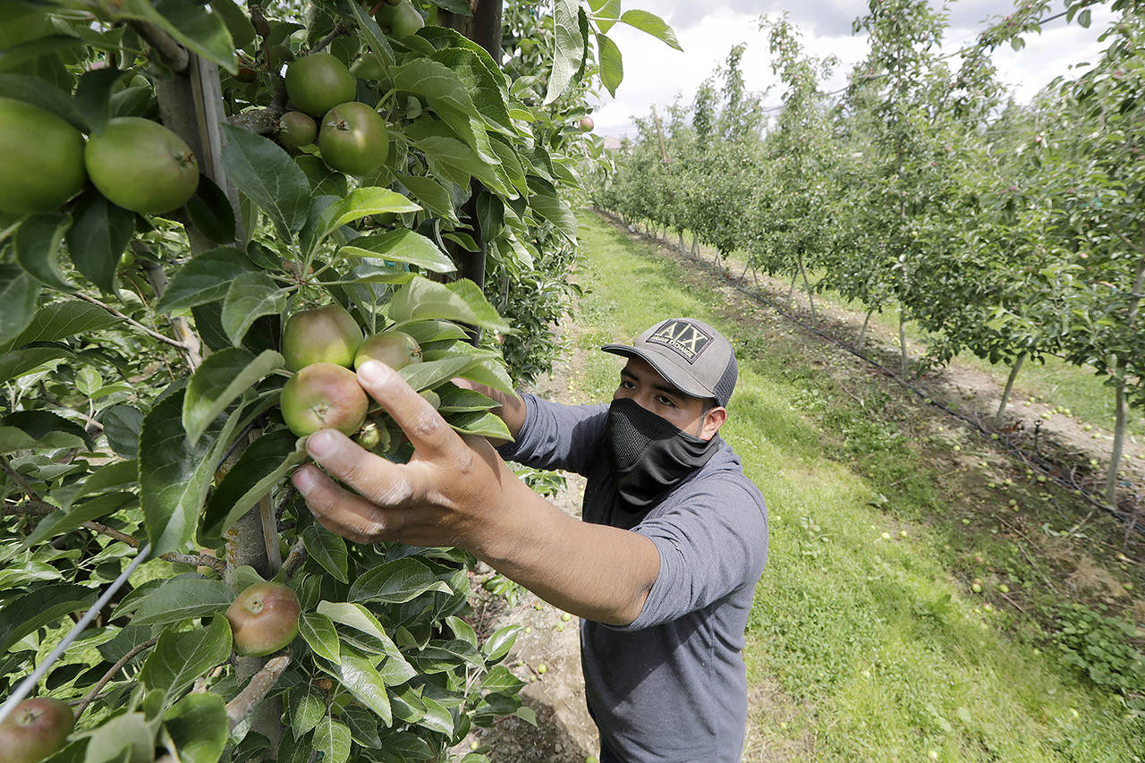 In this June 2020 photo, orchard worker Francisco Hernandez picks honeycrisp apples off a tree at an orchard in Yakima. (AP Photo/Elaine Thompson, File)