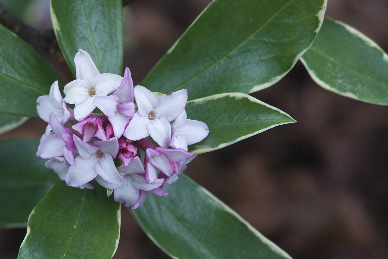 This Daphne’s rosy-pink flower buds open to white, sweetly fragrant flowers in March. (Richie Steffen)