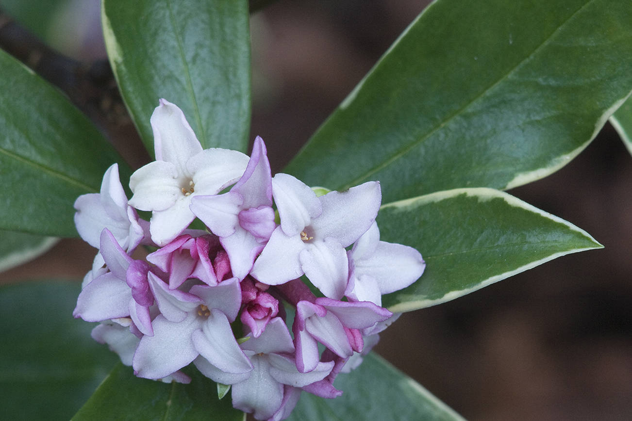 This Daphne's rosy-pink flower buds open to white, sweetly fragrant flowers in March. (Richie Steffen)