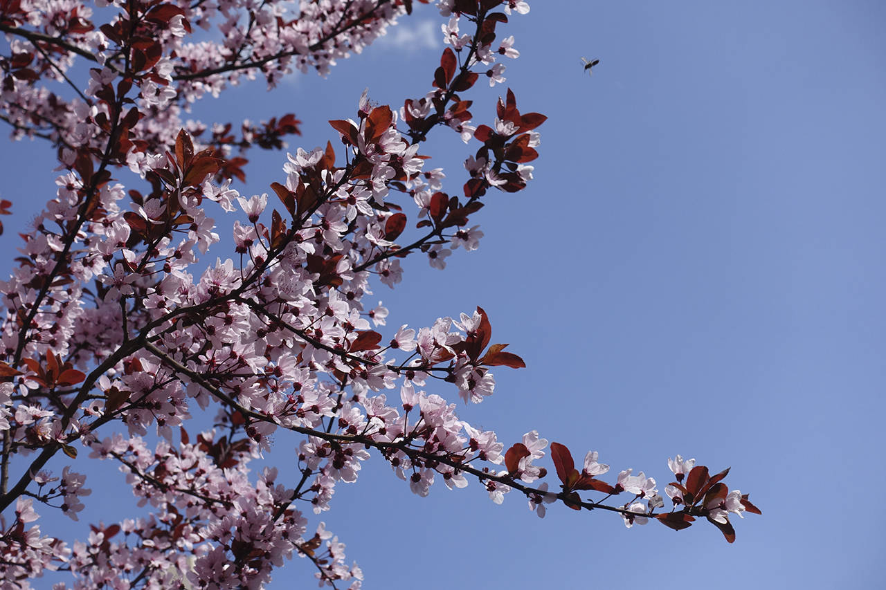 A sign of rebirth: The purple-leaf plums have started to bloom with their cotton-candy pink flowers. (Getty Images)