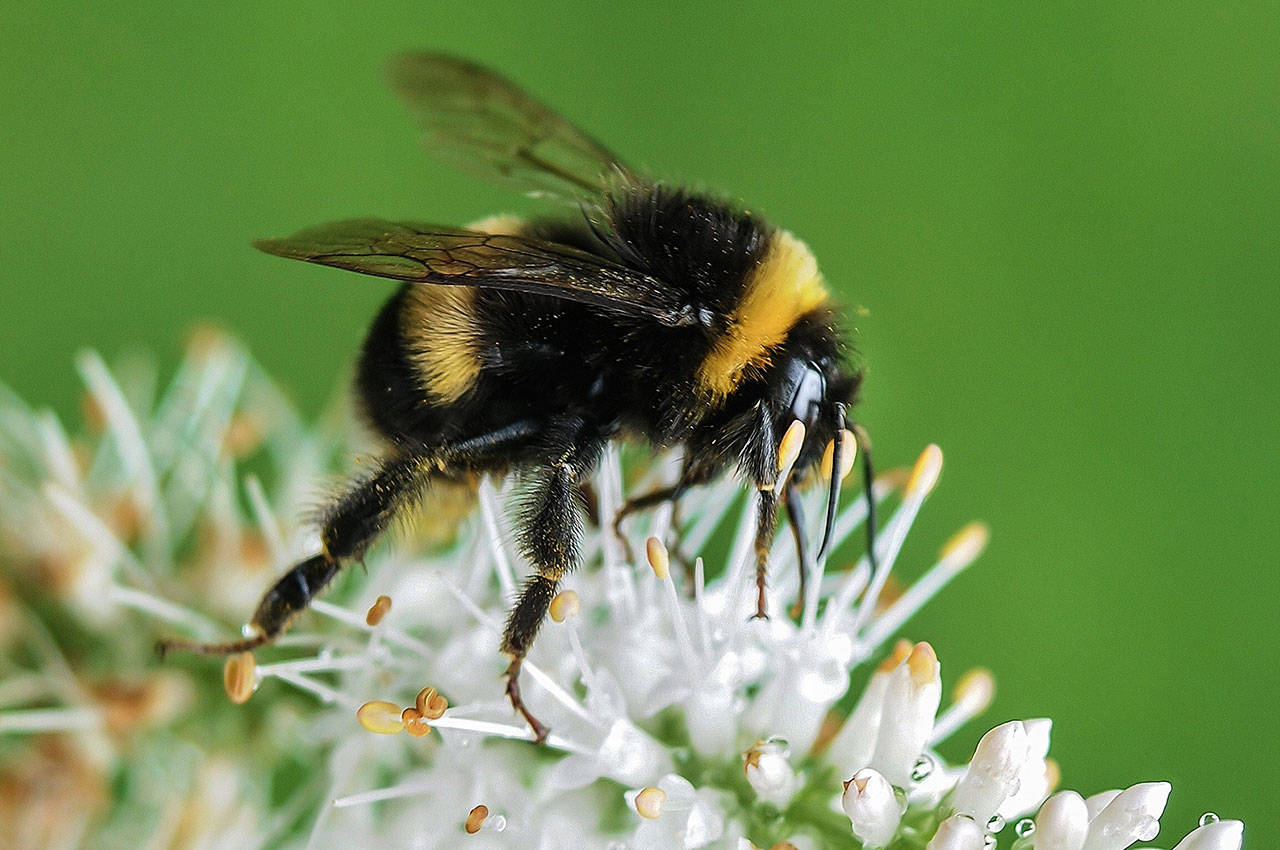 The Camano Wildlife Habitat Project is hosting a “Gardening for Pollinators and Birds” webinar on April 21 via Zoom. (Enumclaw Courier-Herald)