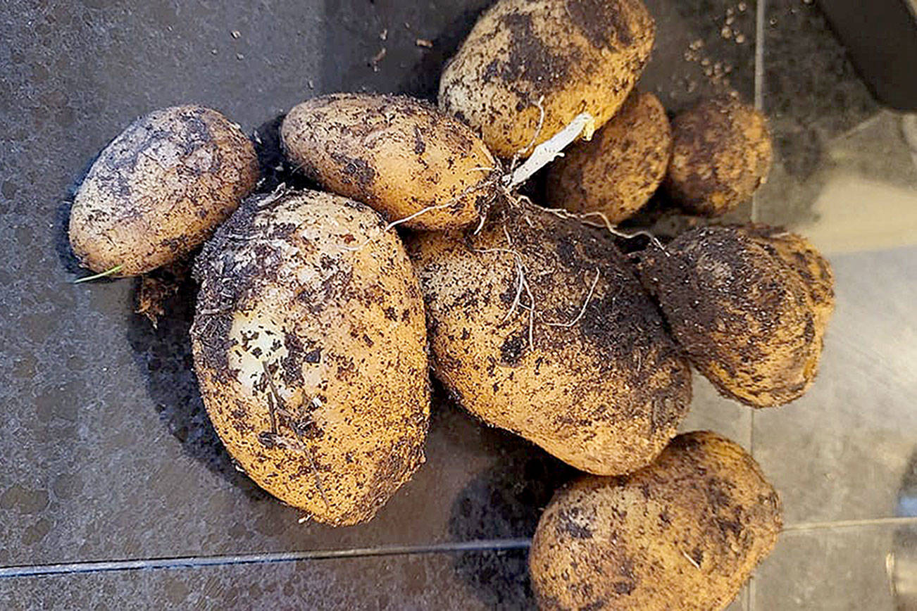 You’ll never guess who planted these potatoes. (Jennifer Bardsley)